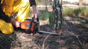 Best Tree Preservation Services  in Ironton, MO